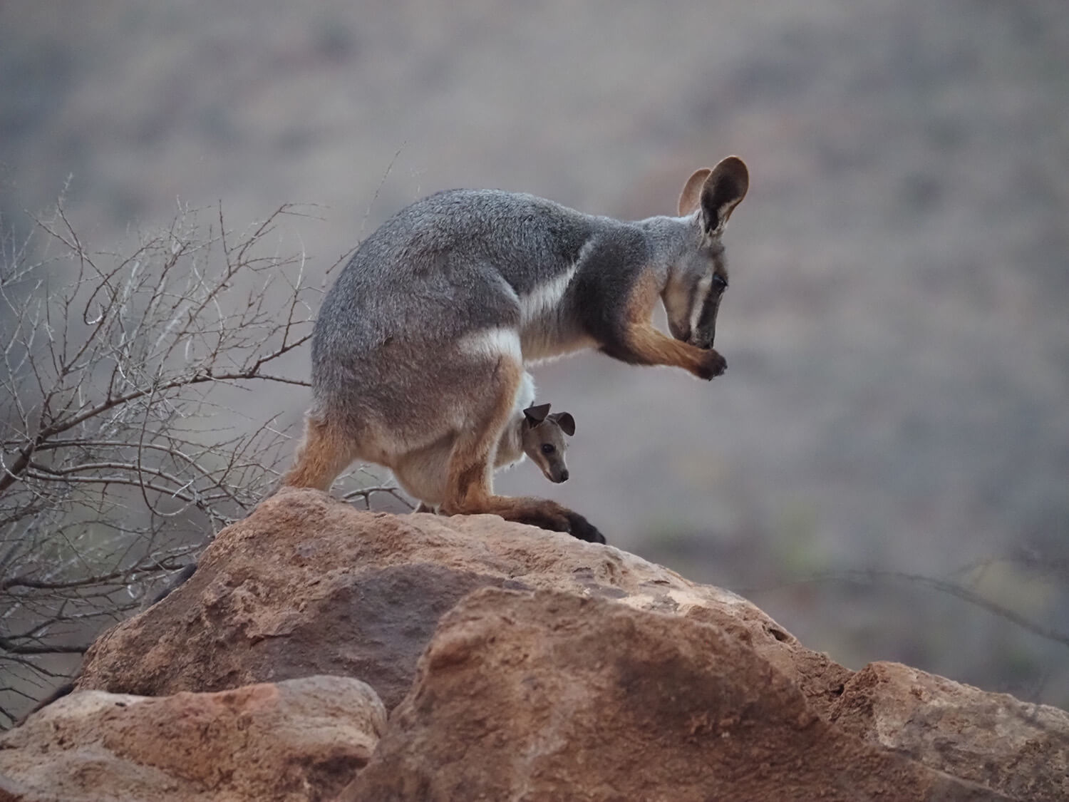 Wings and Wallabies: Flying at Arkaroola Wildlife Sanctuary